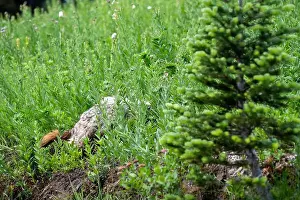 In The Wild Prints: Hoary Marmot walking into a hillside subalpine wildflower meadow