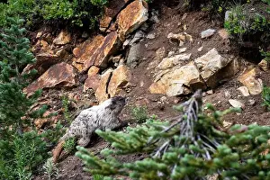 In The Wild Prints: Hoary Marmot in the wild climbing up a steep hill