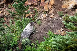In The Wild Prints: Hoary Marmot in the wild climbing up a steep hill