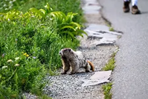 In The Wild Prints: Hoary Marmot in the wild, just off the Skyline Trail with person hiking behind it