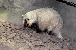 Smell Prints: HOG BADGER Arctonyx collaris