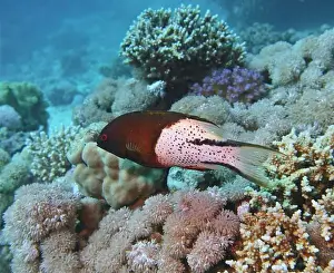 Hogfish Prints: Hogfish, Deep Sea Exploration 2025. The hogfish, also known as boquinete