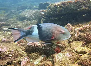 Hogfish Prints: Hogfish, Deep Sea Exploration 2025. The hogfish, also known as boquinete
