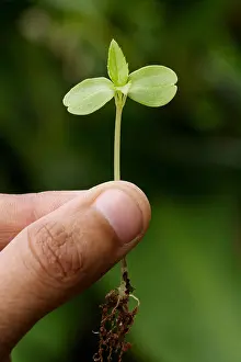 New Life Prints: Holding a sapling