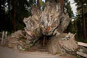 Appeal Prints: Hollowed out fallen Giant Sequoia trees (Sequoiadendron giganteum)