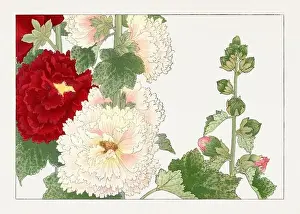 Creative Commons Prints: Hollyhock flower. Asian art. Japanese flower woodblock art by Tanigami Kônan
