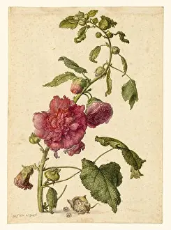 Natural Science Prints: A Hollyhock. Herman Saftleven the Younger (Dutch, 1609 - 1685)
