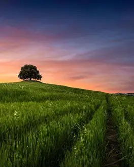 Wheat Field Prints: Holm oak on top of the hill at sunset in spring