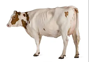 Bovine Prints: Holstein cow, 4 years old, standing against white background
