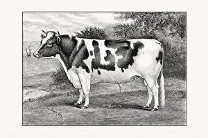 1887 Prints: Holstein-Friesian Cattle. Antique cattle illustration of a bull from an 1887 livestock book