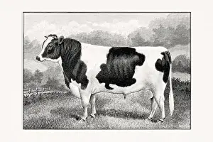 1887 Prints: Holstein-Friesian Cattle. Antique cattle illustration of a bull from an 1887 livestock book
