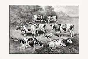 Livestock Art Prints: Holstein-Friesian Cattle. Vintage cattle illustration from an 1887 livestock book