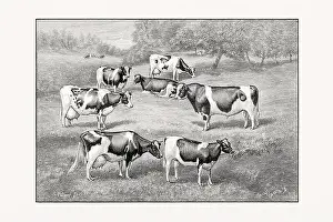 1887 Prints: Holstein-Friesian Cattle. Vintage cattle illustration from an 1887 livestock book
