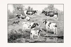 Holstein-Friesian Cattle. Vintage cattle illustration from an 1887 livestock book