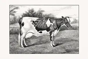 Holstein-Friesian Cattle. Vintage cattle illustration of a cow from an 1887 livestock book