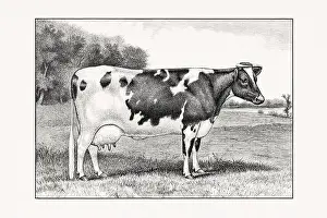 1887 Prints: Holstein-Friesian Cattle. Vintage cattle illustration of a cow from an 1887 livestock book