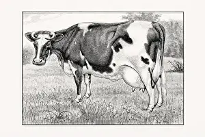 1887 Prints: Holstein-Friesian Cattle. Vintage cattle illustration of a cow from an 1887 livestock book