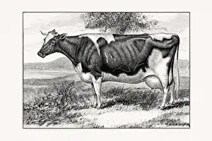 1887 Prints: Holstein-Friesian Cattle. Vintage cattle illustration of a cow from an 1887 livestock book