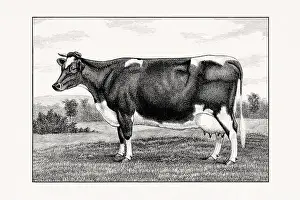 1887 Prints: Holstein-Friesian Cattle. Vintage cattle illustration of a cow from an 1887 livestock book