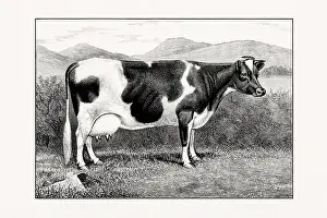 1887 Prints: Holstein-Friesian Cattle. Vintage cattle illustration of a cow from an 1887 livestock book