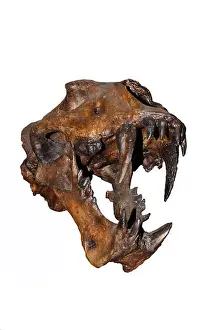 Animal World Prints: Homotherium serum, skeleton the scimitar cat in the Beringia museum of Canada