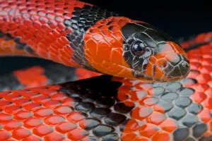 Kingsnake Prints: Honduran milk snake / Lampropeltis triangulum hondurensis