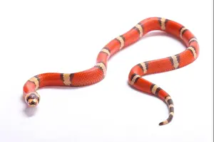 Kingsnake Prints: Honduran milk snake, Lampropeltis triangulum hondurensis, hypomelanistic