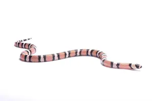 Lampropeltis Prints: Honduran milk snake, Lampropeltis triangulum hondurensis, anerythristic