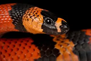 Mimicry Prints: Honduran milk snake (Lampropeltis triangulum hondurensis)