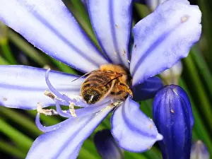 Honey bee (Apis mellifera) pollinating the nectar of a purple flower, New South Wales, NSW, Australia