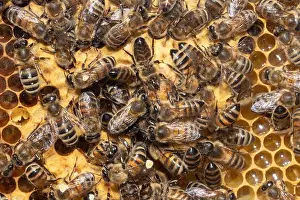 Honey bee many bees sitting on honeycomb different seeing
