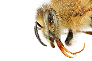 Magnified Prints: honey bee, hive bee (Apis mellifera mellifera), macro shot of the head, lateral view