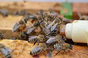 Surrounded Prints: honey bee midwifes helping their queen while hatching from artificial queen cell
