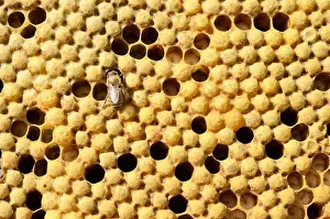 Capped Prints: Honey bees (Apis mellifera var carnica), brood comb with capped drone brood