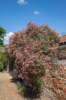 Honeysuckle Prints: HONEYSUCKLE GROWING OVER WALL - LONICERA X ITALICA