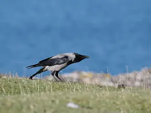 Corvid Prints: Hooded crow live along shores in Scotland where they forage for food