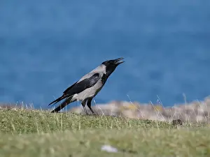 Corvid Prints: Hooded crow live along shores in Scotland where they forage for food