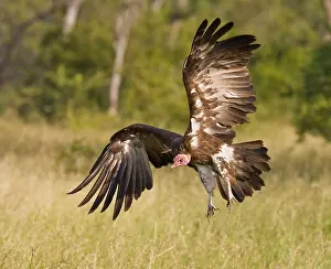Kruger Prints: Hooded Vulture landing, Greater Kruger National Park, South Africa