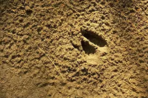 Hoof Prints: The hoof print of a white-tailed deer embedded in sand