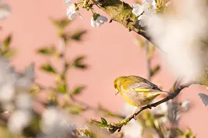 Finch Prints: Horizontal photo of single nice greenfinch