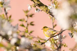 Finch Prints: Horizontal photo of single nice greenfinch