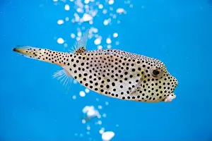 Toxin Prints: Horn-nosed Boxfish (Ostracion rhinorhynchos)/ Trunkfish