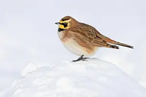 Profile Portrait Prints: Horned lark perching snow in winter, Quebec, Canada