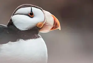Ledge Prints: Horned Puffin (Fratercula corniculata), close up shot