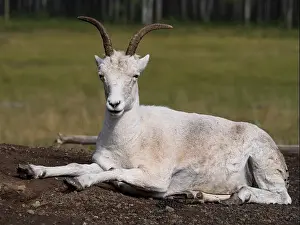 Natural Material Prints: Thin horned sheep taking in the sun