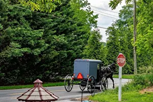 Cruising Prints: A horse-drawn buggy moves slowly along a country road surrounded by dense green trees