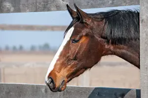 Pony Prints: Horse head in the farm yard early spring close up, side view