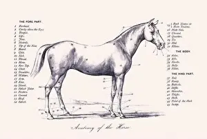 Horse illustration. 19th-century plate from a book on the practical treatise about the humane management of the horse