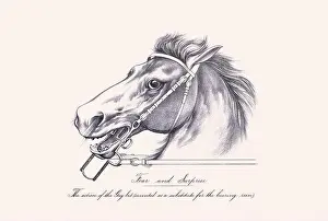 Horse illustration. 19th-century plate from a book on the practical treatise about the humane management of the horse