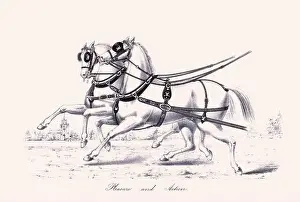 Horseman Prints: Horse illustration. 19th-century plate from a book on the practical treatise about the humane management of the horse